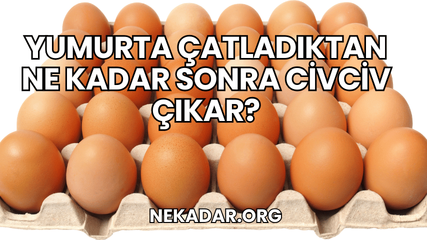 Yumurta Çatladıktan Ne Kadar Sonra Civciv Çıkar?