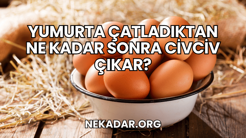 Yumurta Çatladıktan Ne Kadar Sonra Civciv Çıkar?