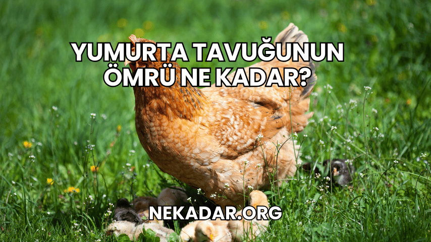 Yumurta Tavuğunun Ömrü Ne Kadar?