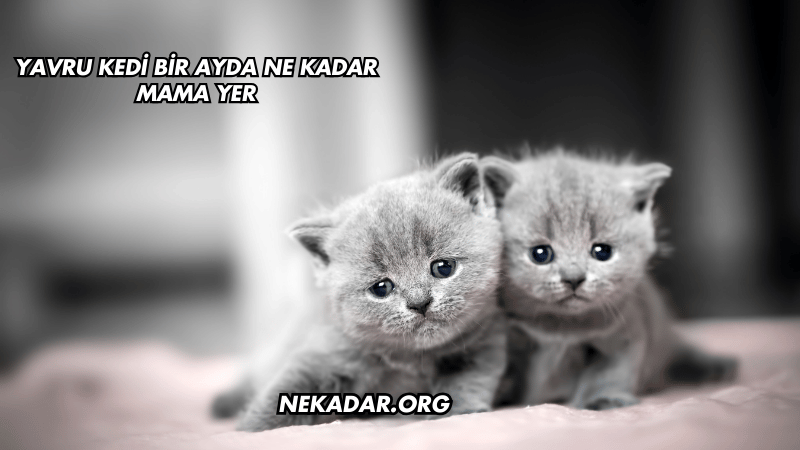 Yavru Kedi Bir Ayda Ne Kadar Mama Yer