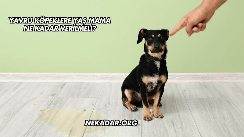 Yavru Köpeklere Yaş Mama Ne Kadar Verilmeli?