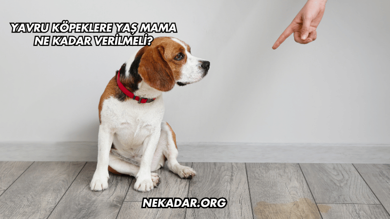 Yavru Köpeklere Yaş Mama Ne Kadar Verilmeli?